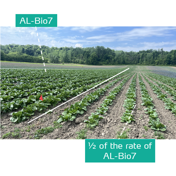 al-bio7 in cabbage