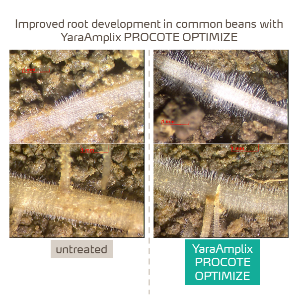 root development with Procote Optimize