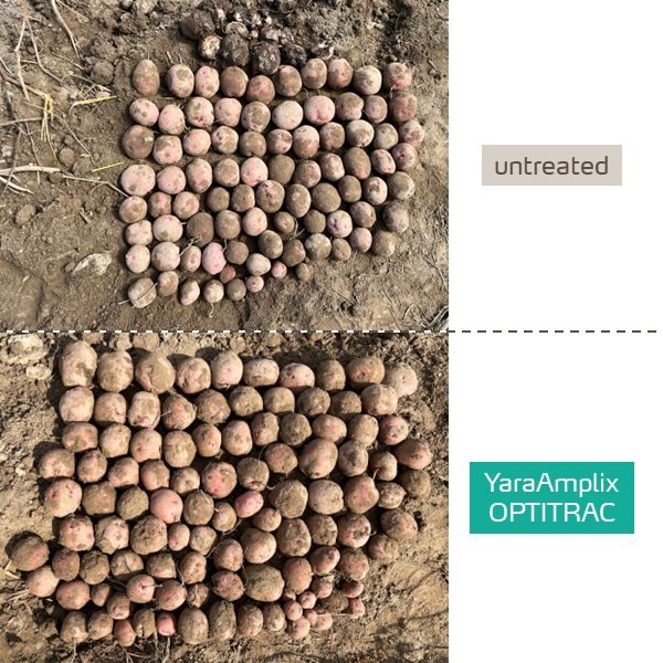 optitrac improves potato tuber yield