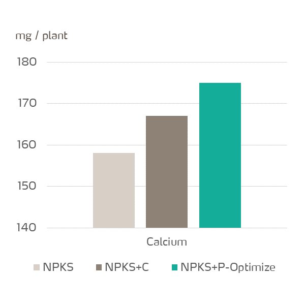 yaraamplix procote optimize and calcium accumulation