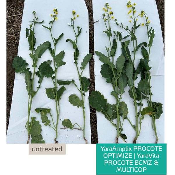 improving canola plant development with Procote Optimize