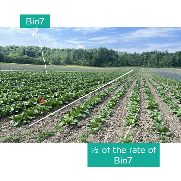 bio7 in cabbage