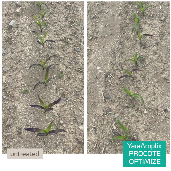 procote optimize in corn