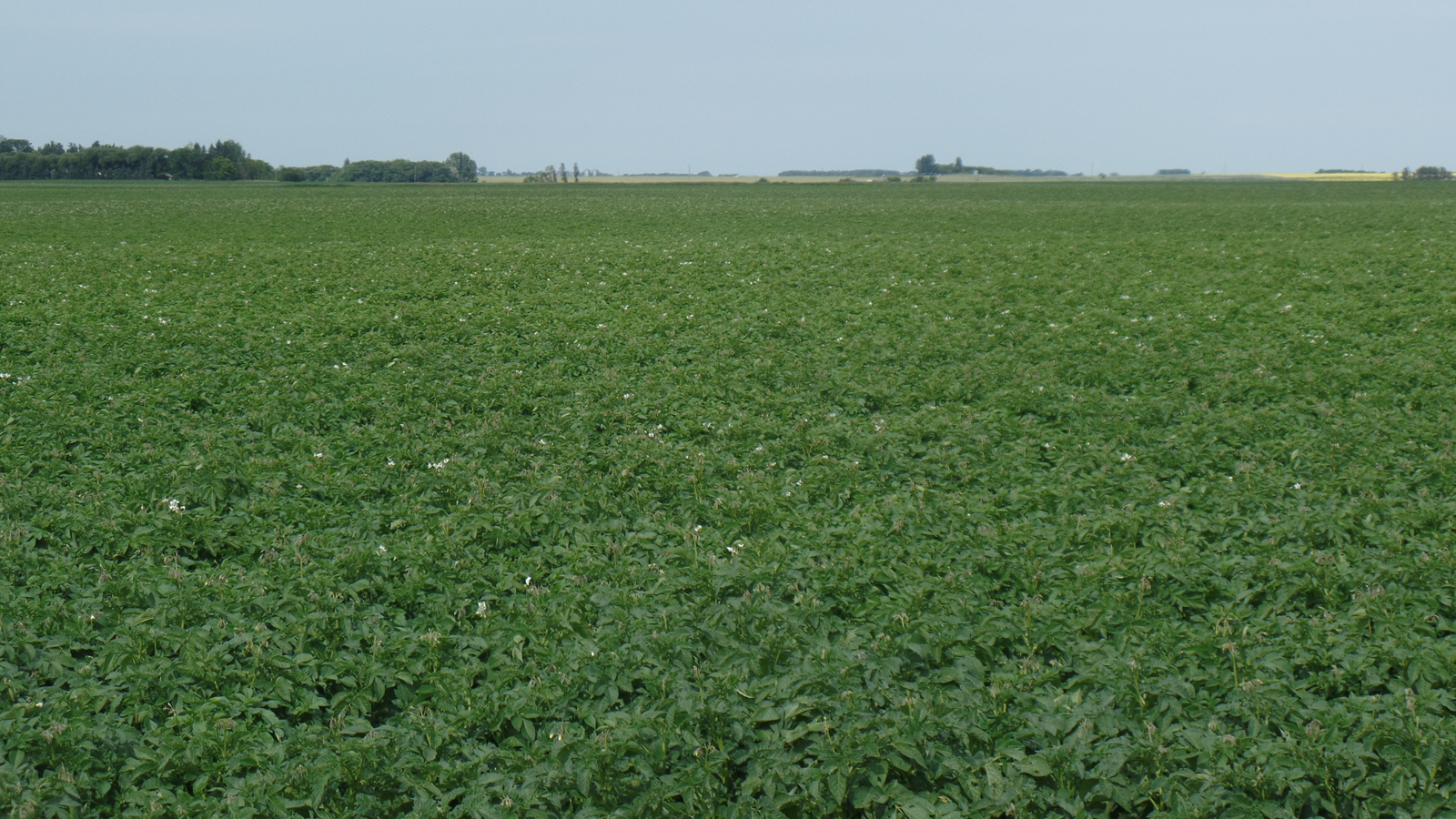 potato field in western canada