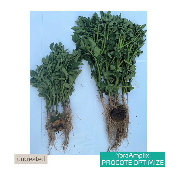 procote optimize on potatoes