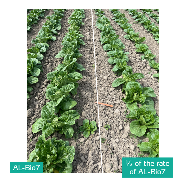 al-bio7 in cabbage