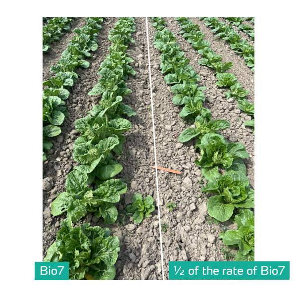 bio7 in cabbage