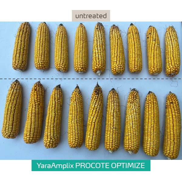 procote optimize in corn