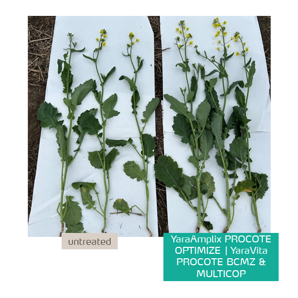 procote optimize on canola