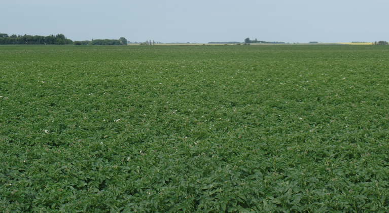 potato field in western canada